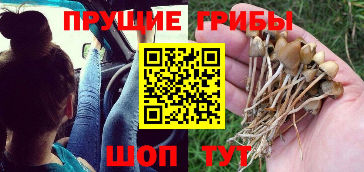 Псилоцибиновые грибы мицелий  купить наркотики цена  Волжск 